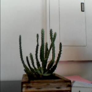 Meet your Posher, Concepcion